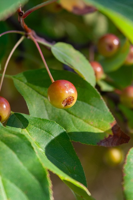 [今日-青岛]羽毛球进行多项决赛 中国队独揽三金.